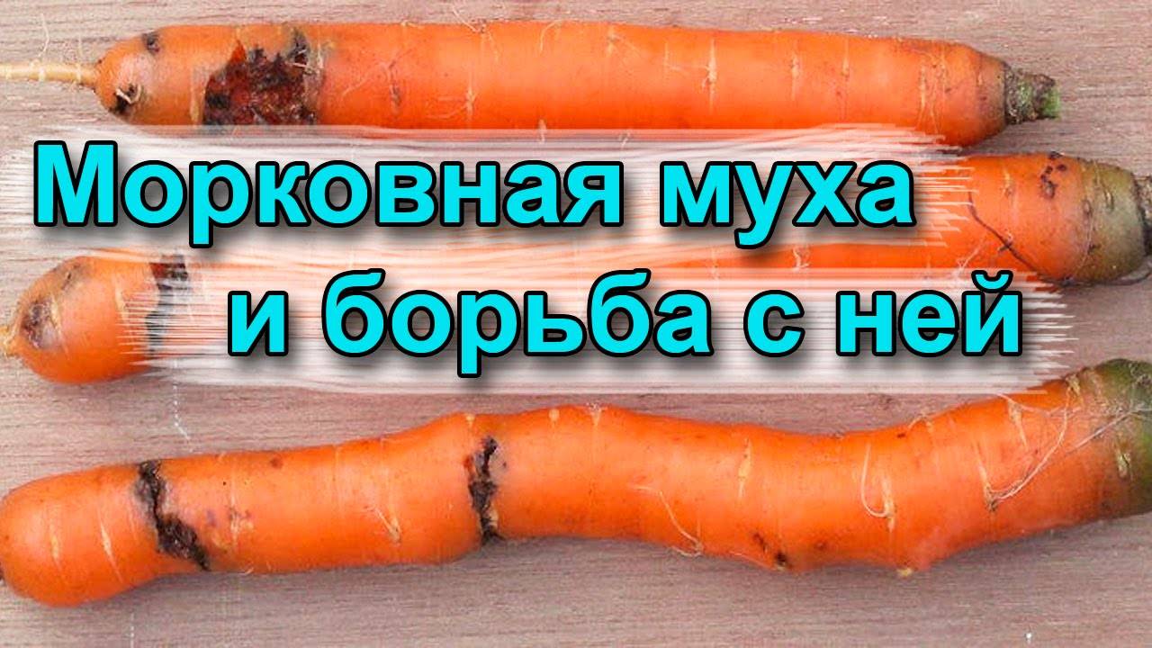 Средства от морковной мухи на огороде