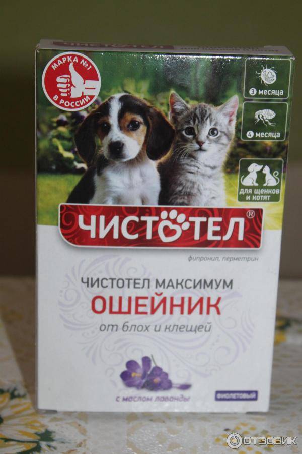 Как действует ошейник от блох для кошек и котят, с какого возраста одевать?