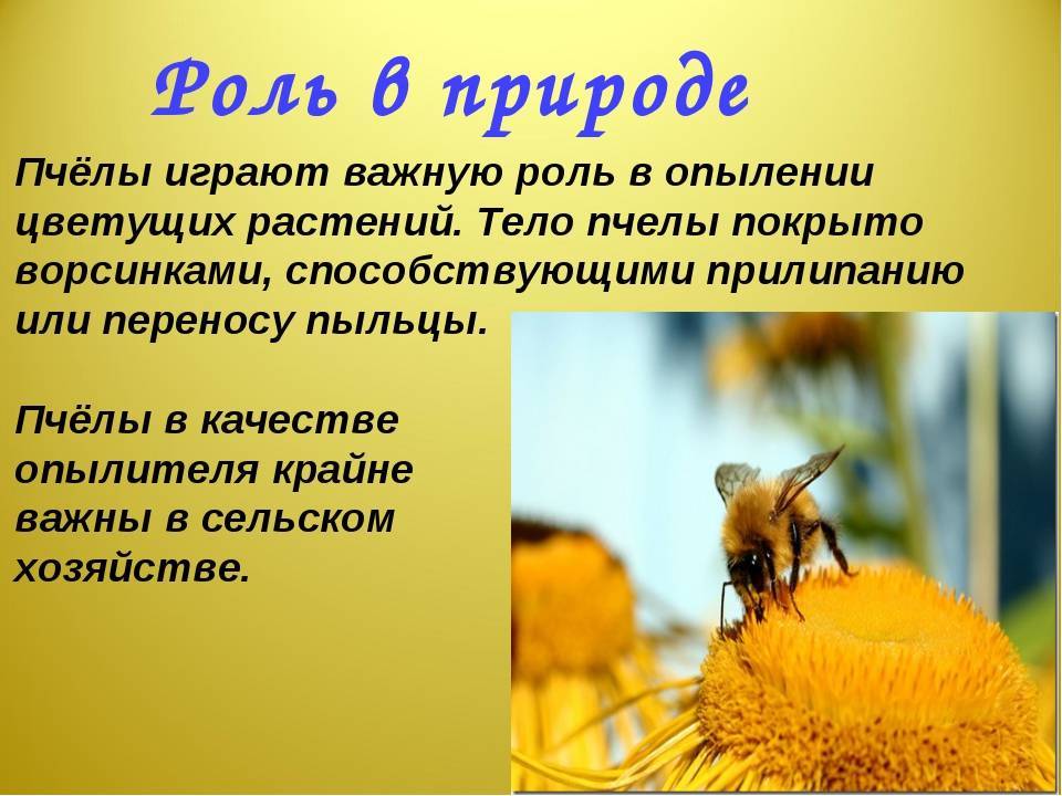 Чем полезен укус пчелы для человека