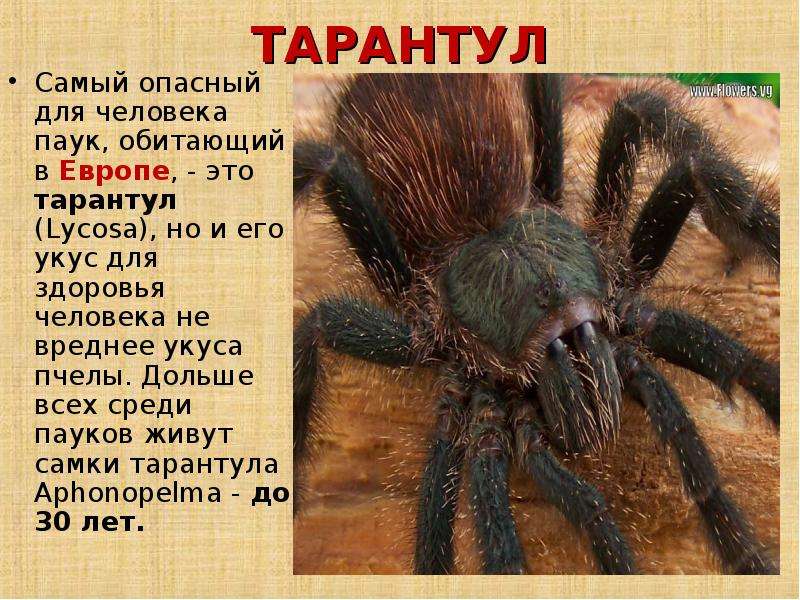 Описание, фото и основные особенности одного из самых интересных видов пауков в россии и мире — тарантула
