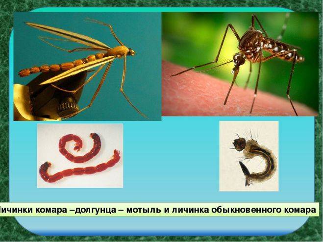 Личинка комара: среда обитания, развитие, чем питается, фото