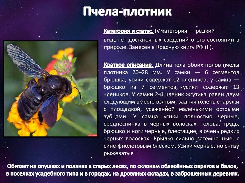 Пчела плотник: описание, образ жизни и среда обитания. особенности черной пчелы плотника