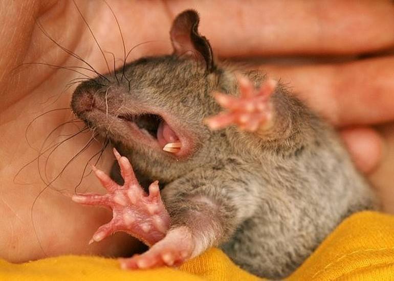 К чему снится мышь укусила. Сонная крыса. Сонная мышь.