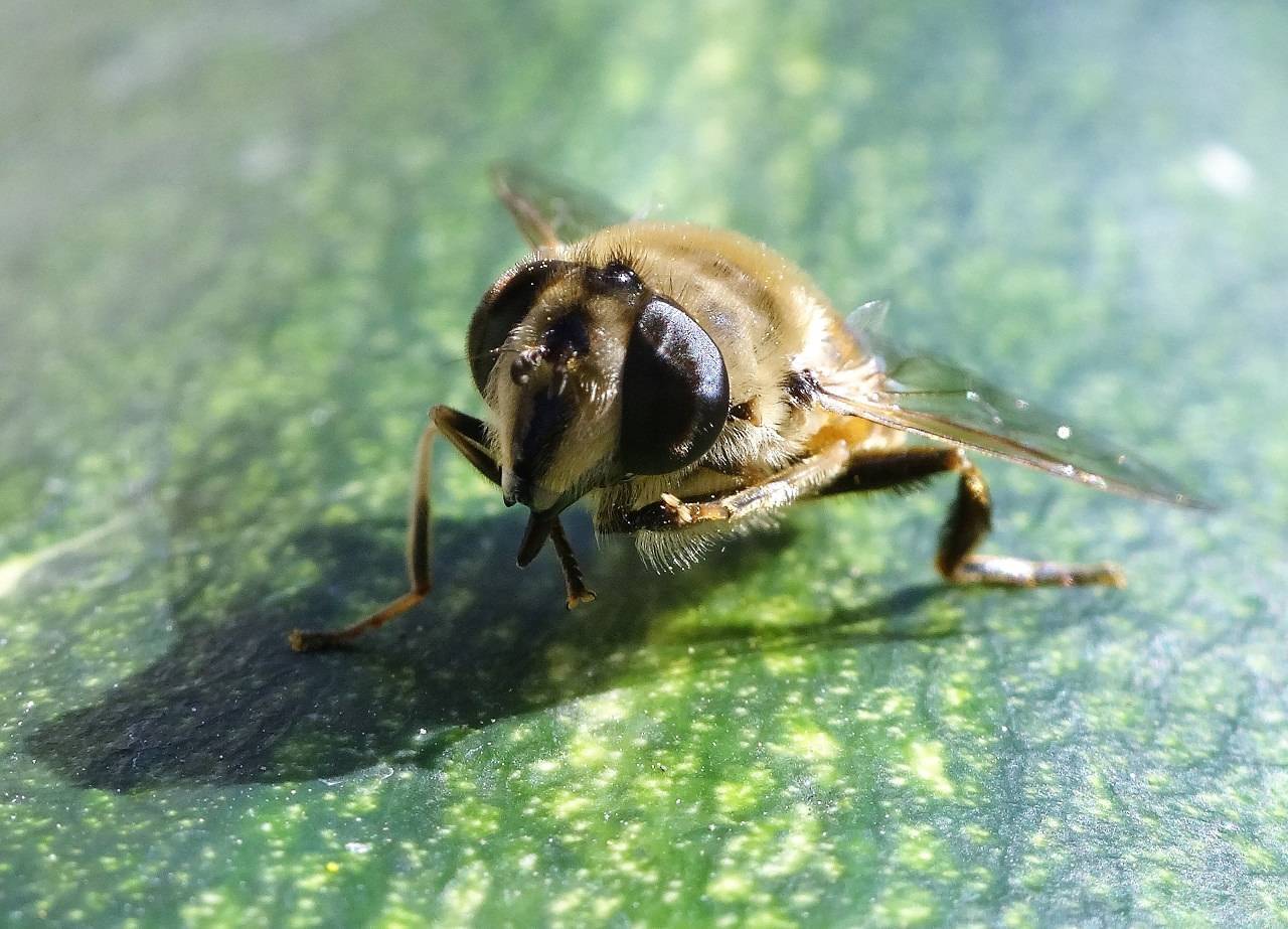 Медоносная пчела: внешний вид и их повадки