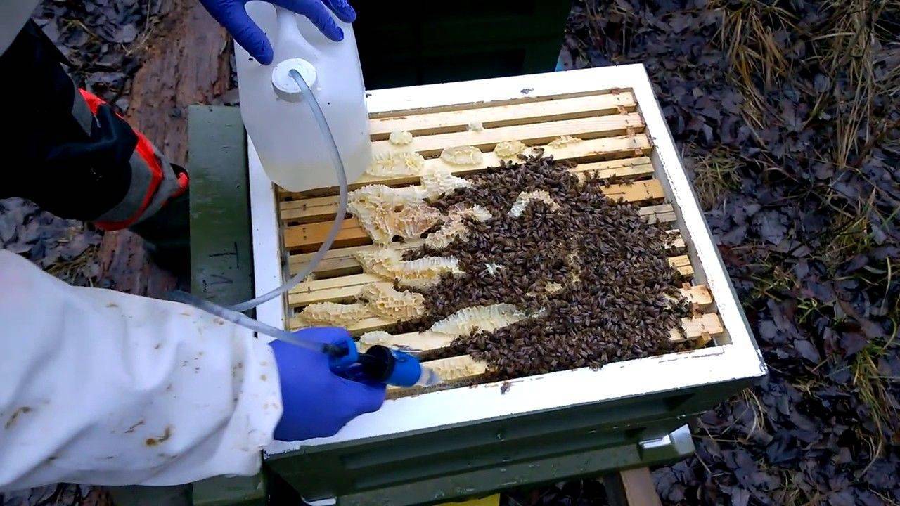 Обработка пчел от клеща весной