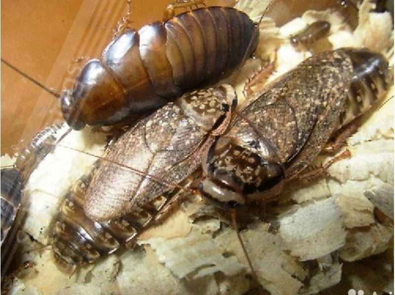 Nauphoeta cinerea: внешний вид и питание в дикой природе