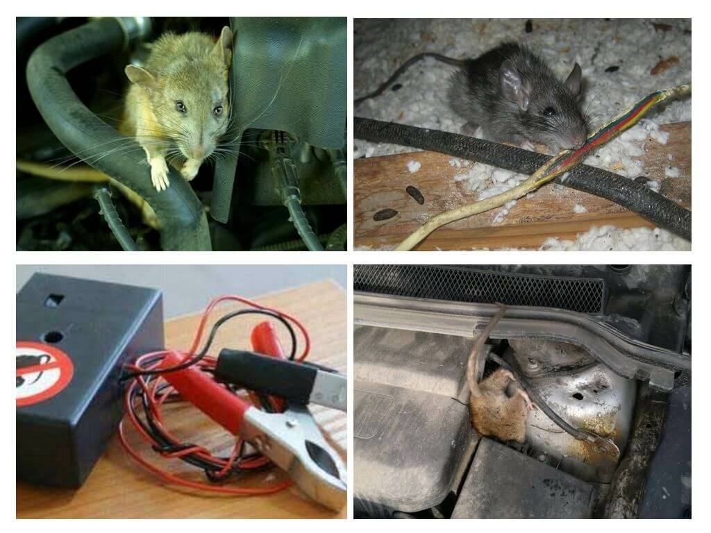 Откуда берутся крысы под капотом автомобиля, как от них избавиться? как вывести мышей из машины