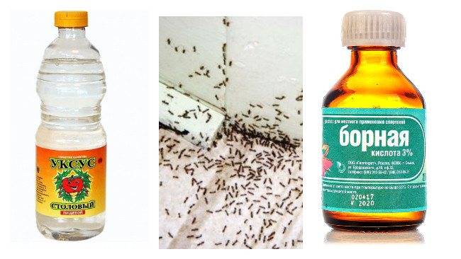 Рецепты с борной кислотой от муравьев