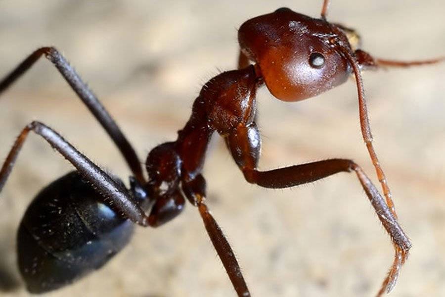 Что собой представляет летающая разновидность муравьев и их особенности