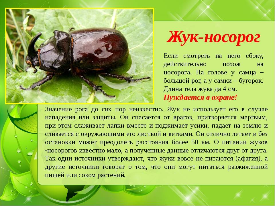 Майский жук - описание, строение и характеристика насекомого