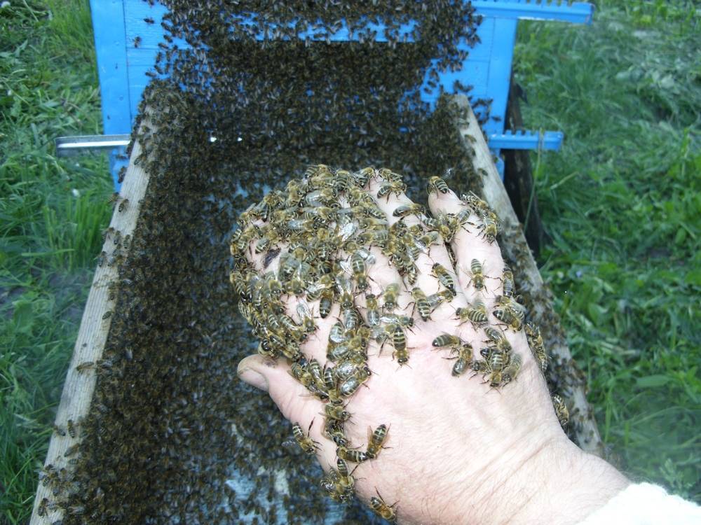 Как избавиться от муравьев в улье с пчелами
