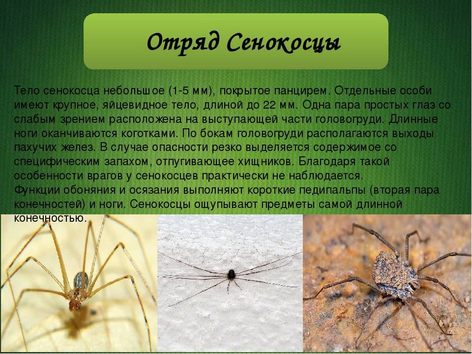 ✅ какие пауки водятся в сибири - study-bro.ru