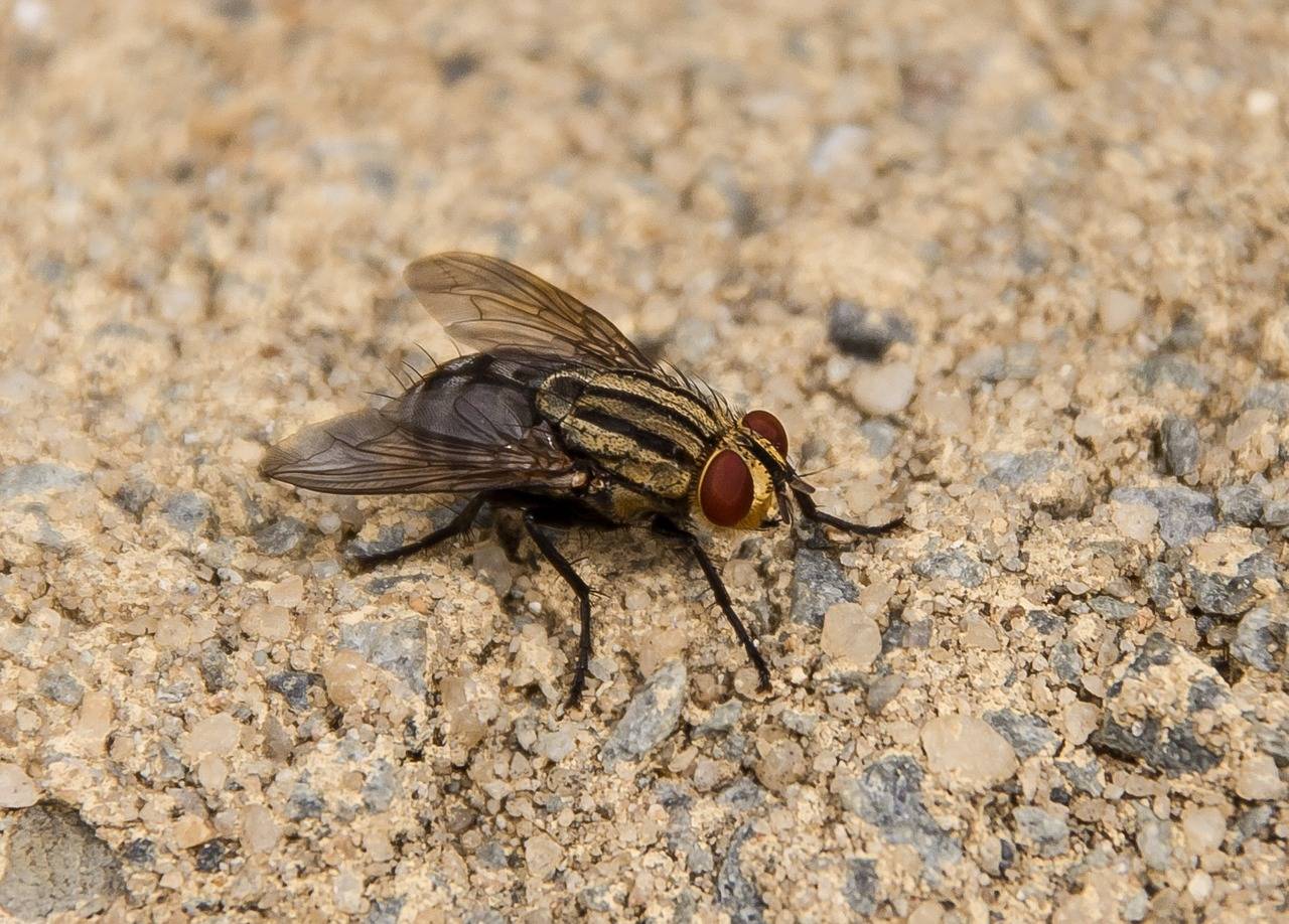 Комнатная муха: фото и описание