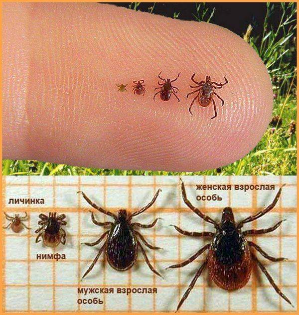 ❶ насекомые (жуки) похожие на клещей - как выглядят и как избавиться