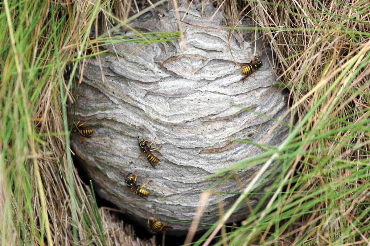Как проводят зиму шершни: устройство гнезда, чем питаются зимой и когда впадают в спячку