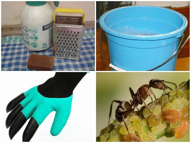 Народные средства от муравьев в доме и в огороде: полезные рецепты, меры предосторожности и другие рекомендации