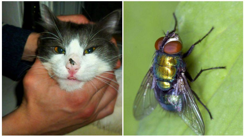 Кошка ест мух: последствия, причины повышенного интереса