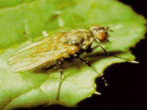 От капустной мухи нужно избавляться. профилактика и меры борьбы