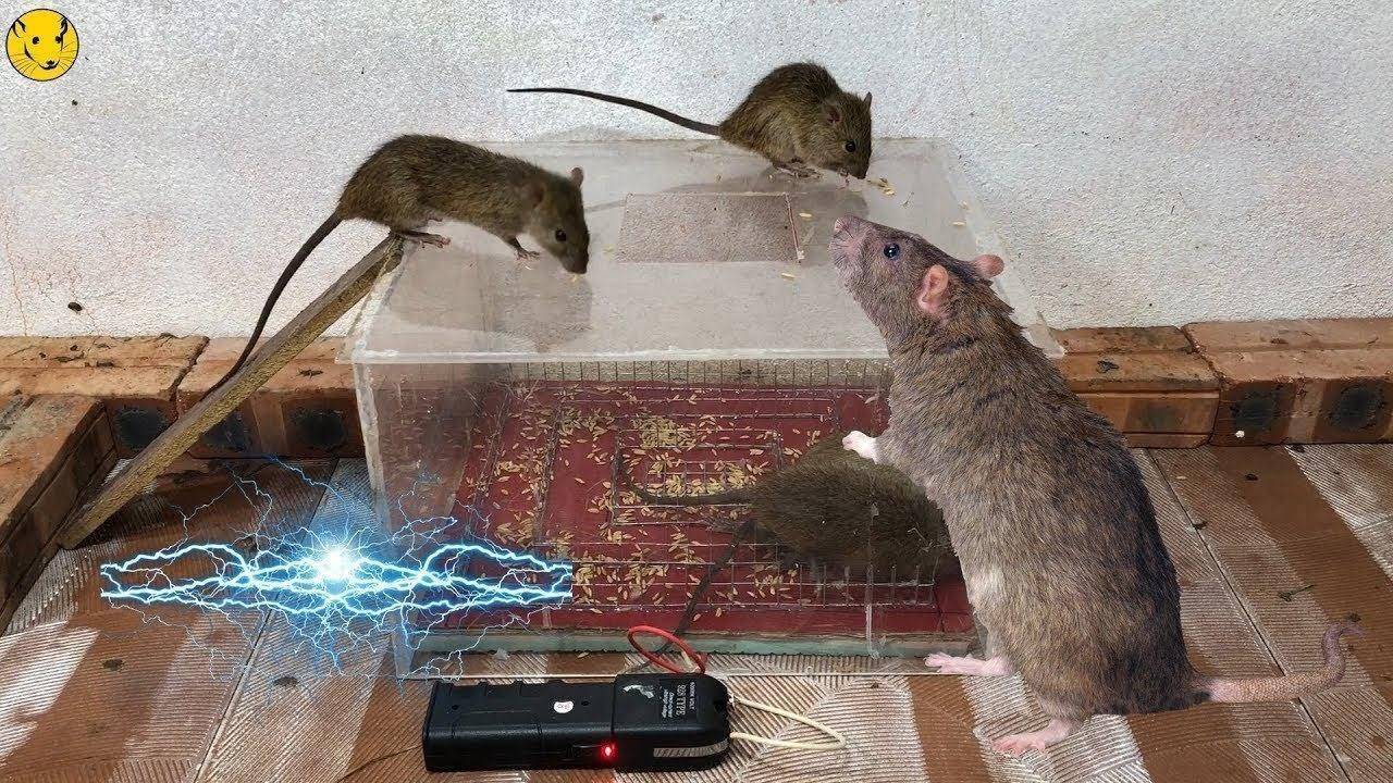 Ловим мышей видео