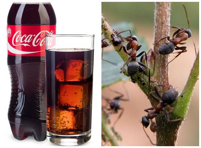 «Кока-кола» против муравьев