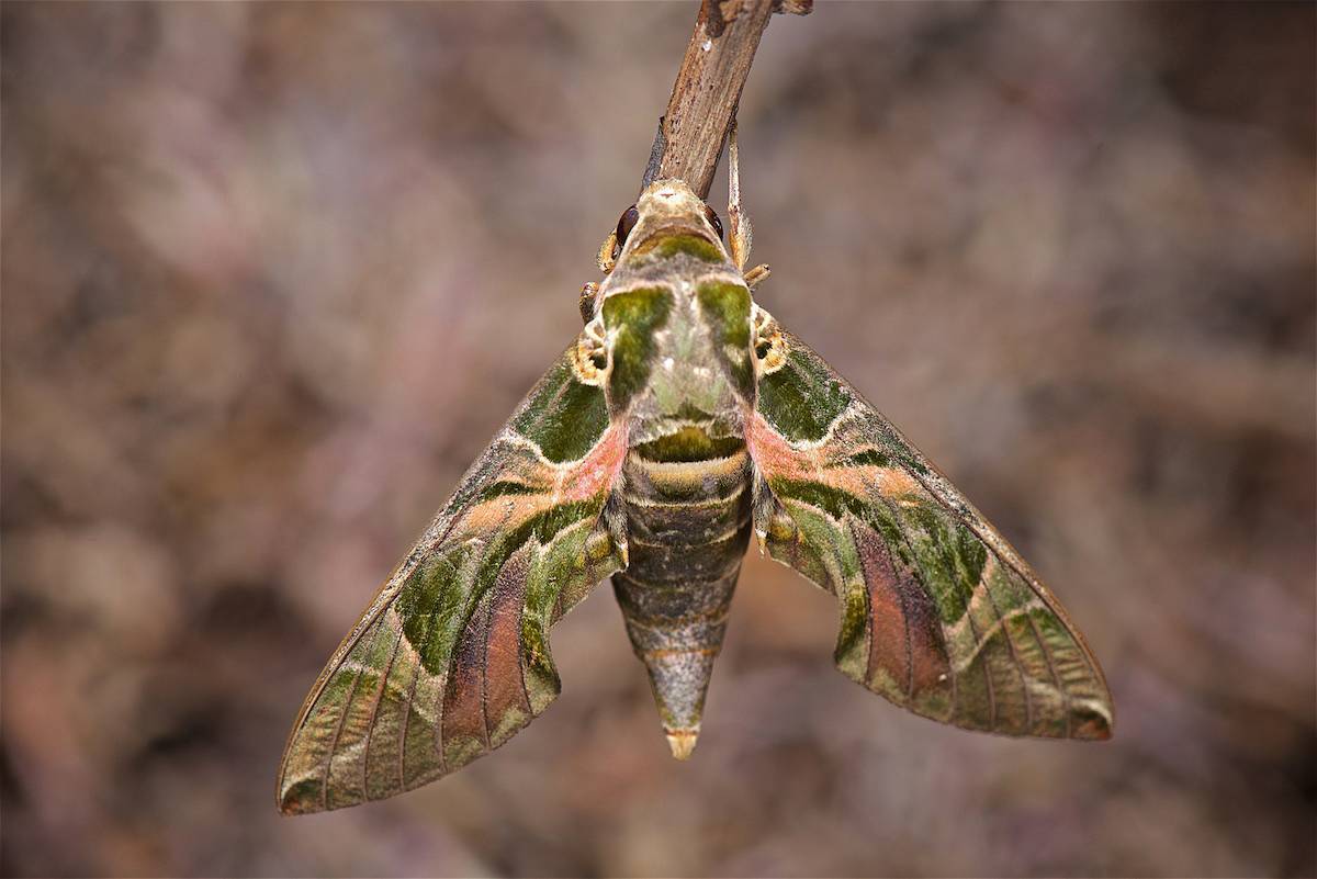 Бабочка бражник: описание с фото, причины появления, опасность