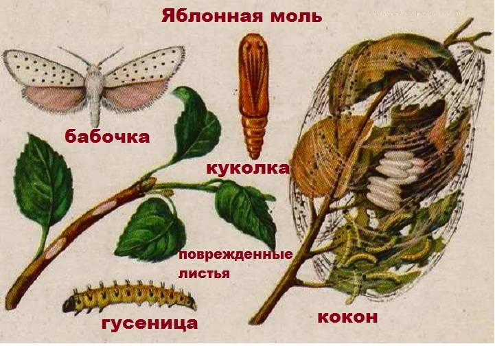 Моль горностаевая яблонная | справочник пестициды.ru