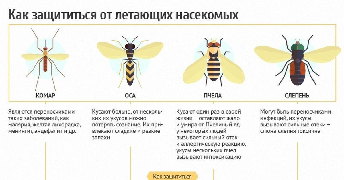 Чем отличается оса от пчелы для детей
