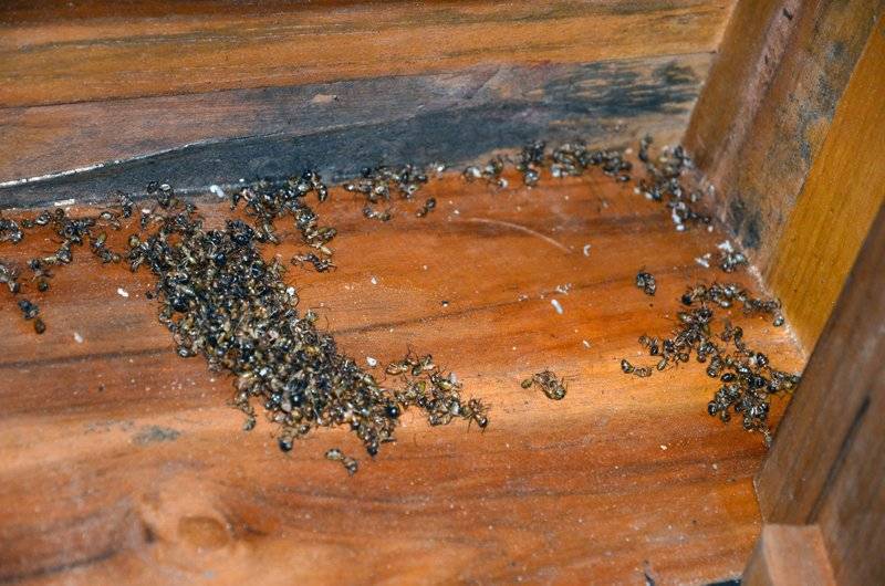 Как избавиться от муравьев на пасеке народными средствами