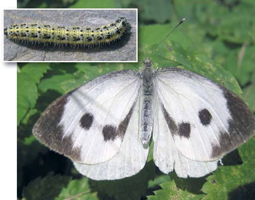Капустница (капустная белянка): бабочка, уничтожающая урожай
