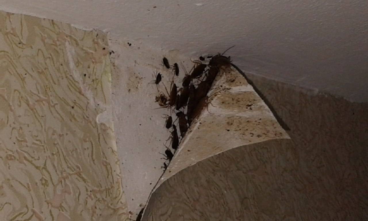 Тараканы в квартире еде могут прятаться?