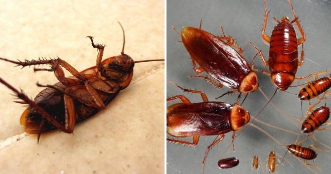 Сколько дней без головы может прожить домашний таракан?
