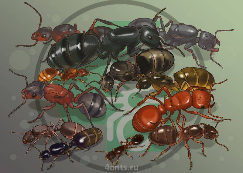 Как выманить королеву муравьев. как выглядит матка муравьиная? описание и фото