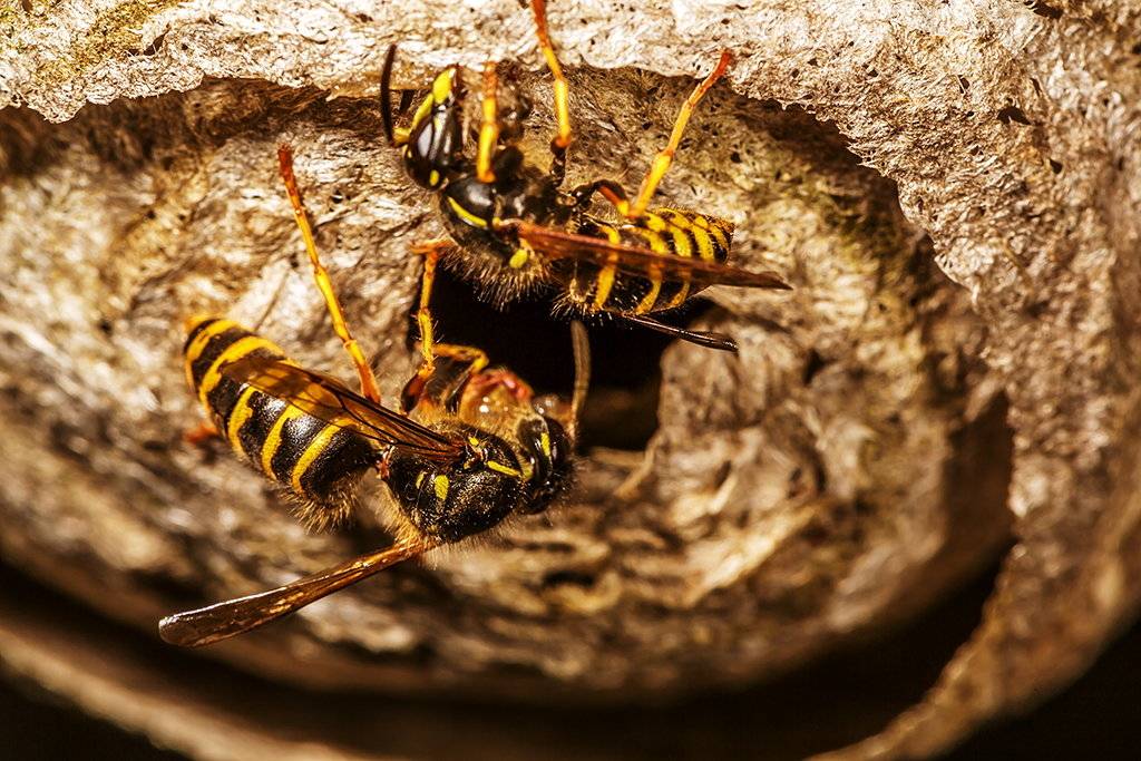 Из чего осы делают свои гнезда. как устроено гнездо осы, и каким образом оно используется в медицине