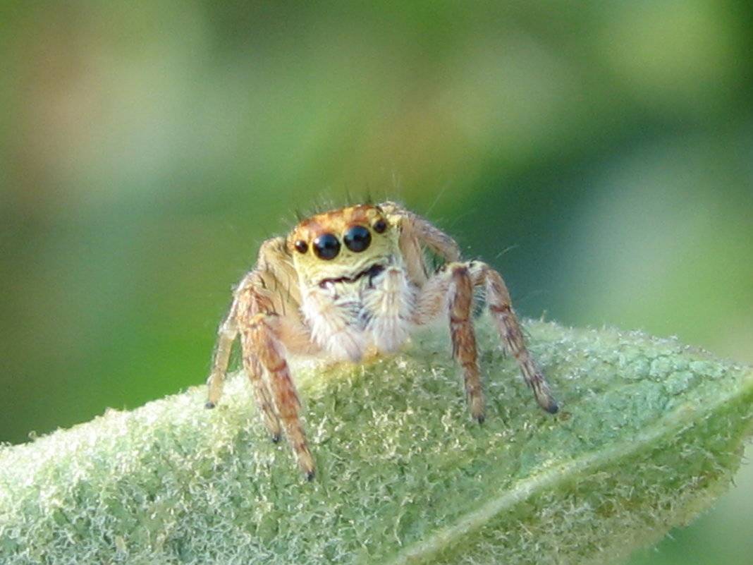 Пауки скакуны фото