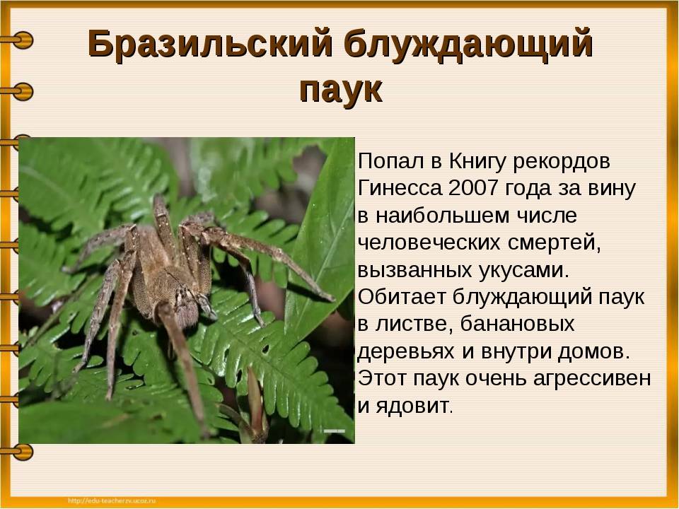 Паук-бокоход. забавное животное или смертельная опасность?  :: syl.ru