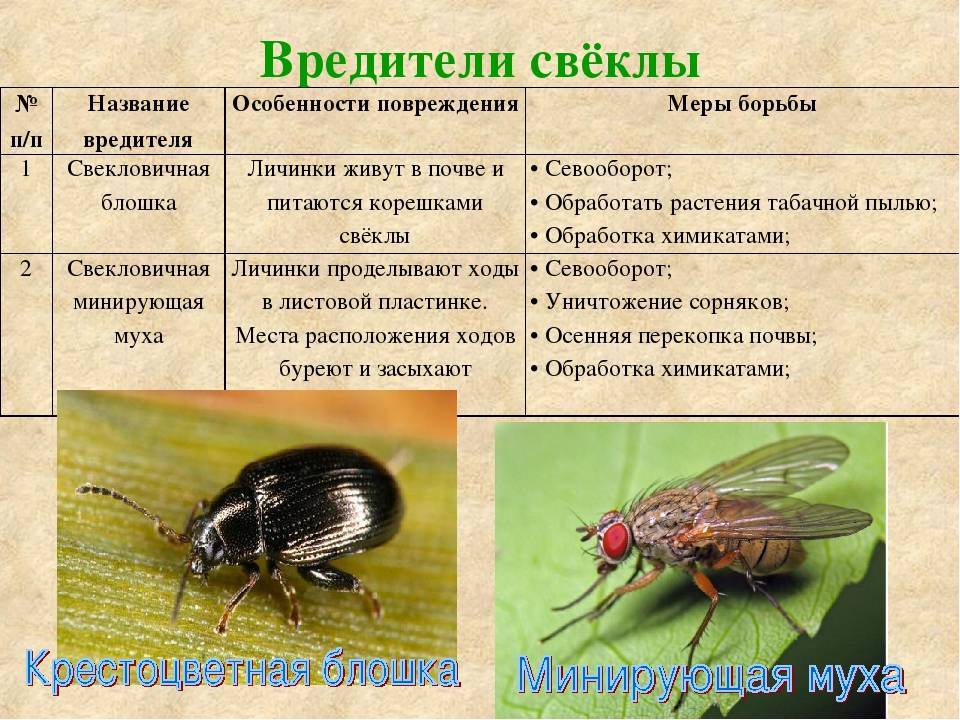 Луковая муха: чем обработать лук, чтобы избавиться от вредителя
