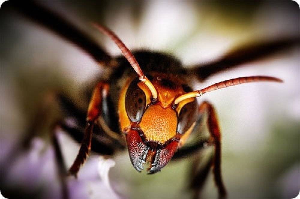 Японский шершень - огромное насекомое-гигант: как выглядит и почему опасен