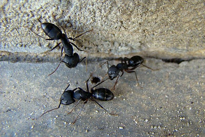 Чёрные муравьи дома и на земельном участке