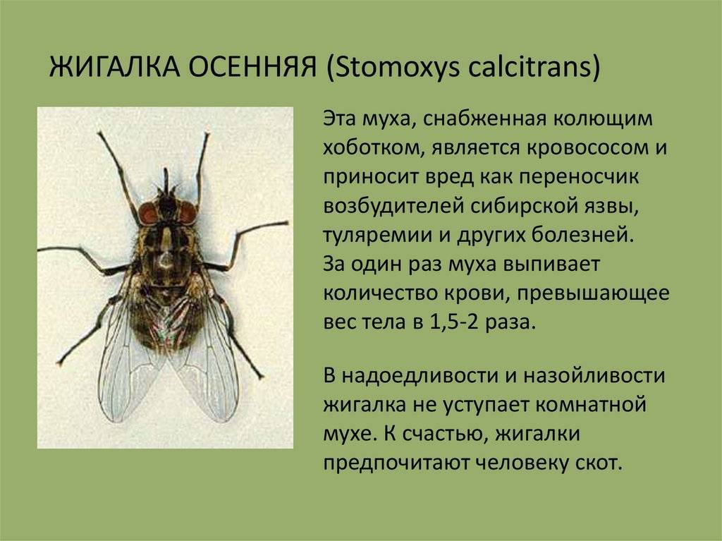 Миаз у человека — болезнь вызванная личинками мух. насколько опасны для человека миазы? мухи – переносчики инфекций