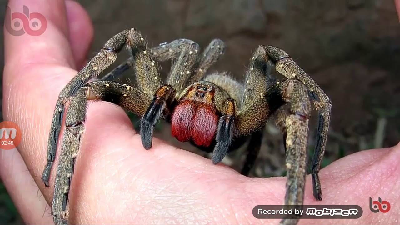 Укус паука: чем он опасен и последствия его укуса