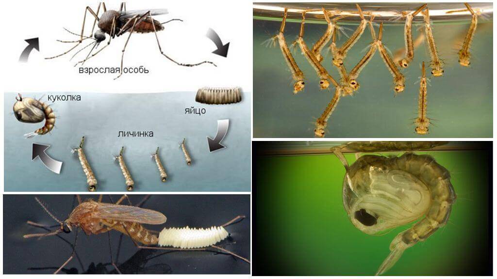 Личинка комара развитие тела и организация личинки комара