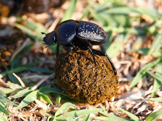 Скарабей жук насекомое. описание, особенности, образ жизни и среда обитания скарабея