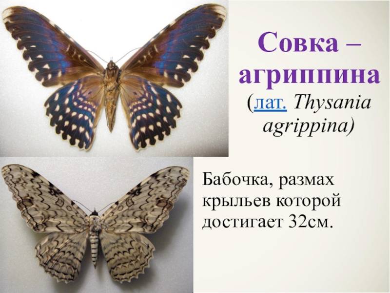 Бражник бабочка насекомое. образ жизни и среда обитания бражника | живность.ру