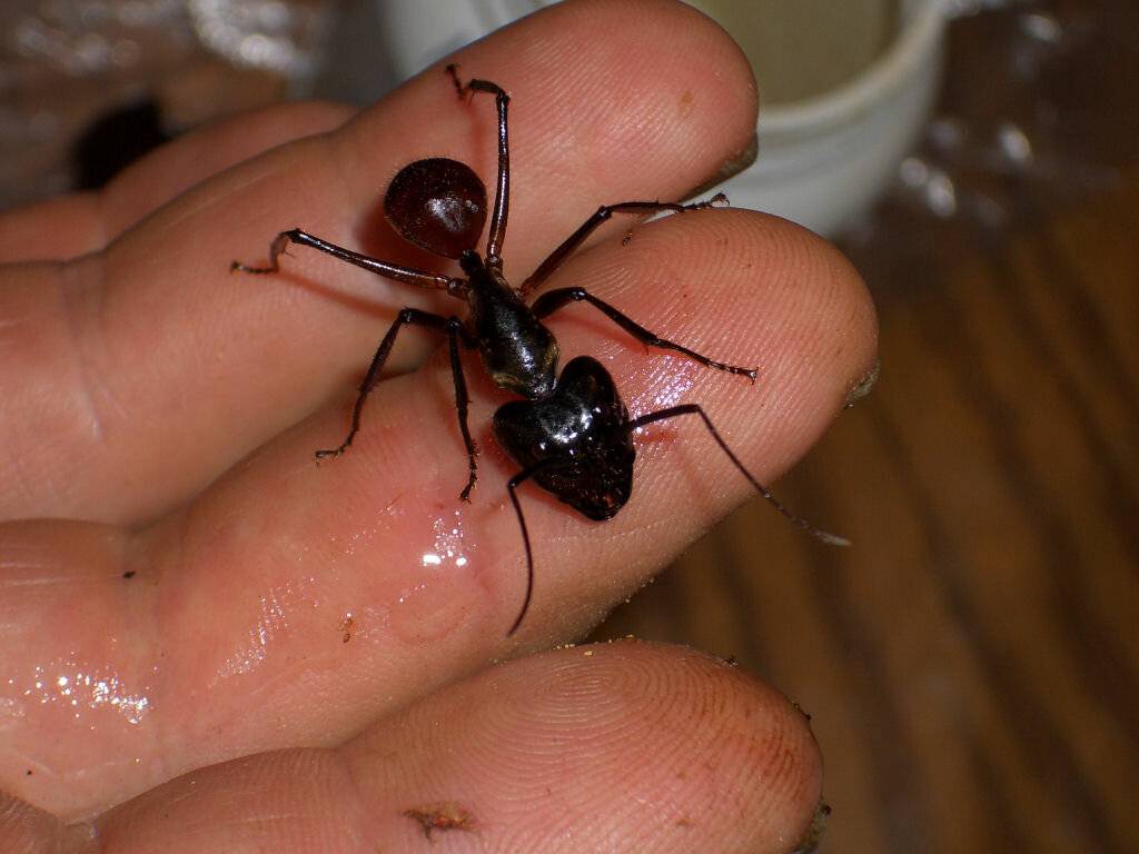 Самый большой муравей в мире: фото