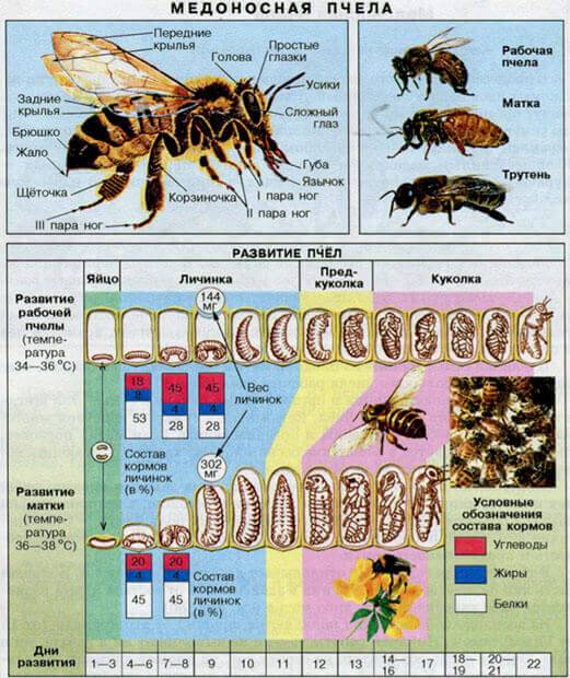 Личинки пчел - стадии развития, питание, применение в лечении