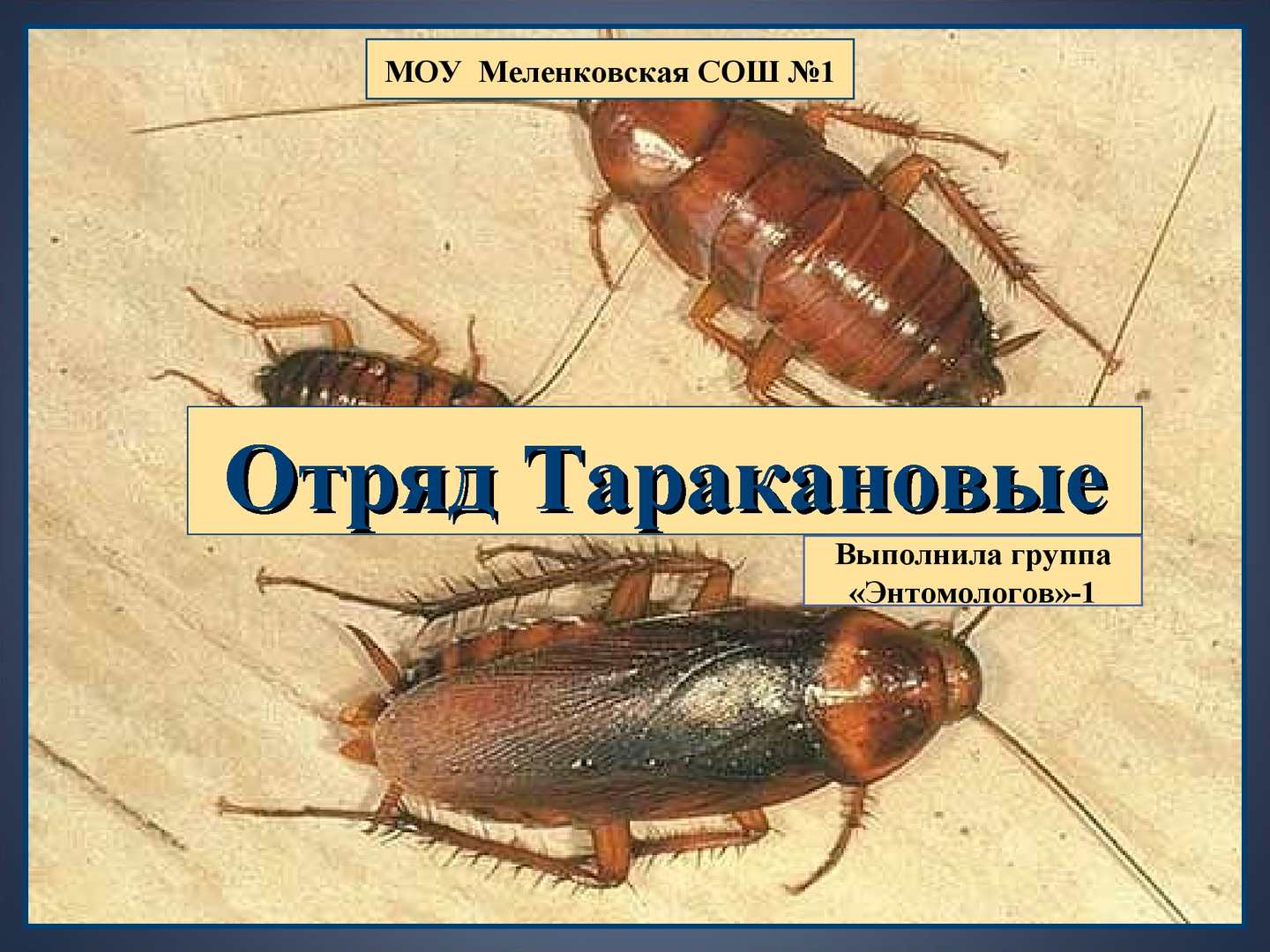 Самые интересные факты о тараканах: + много фото