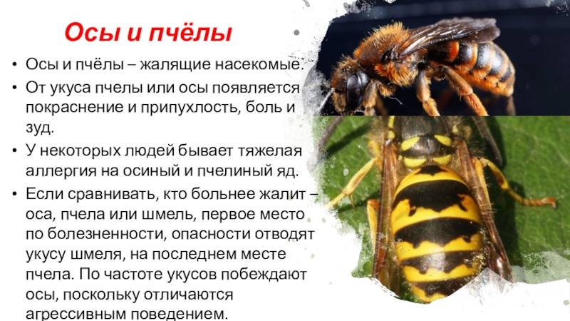 Делают ли осы и шмели мед и каковы его полезные свойства