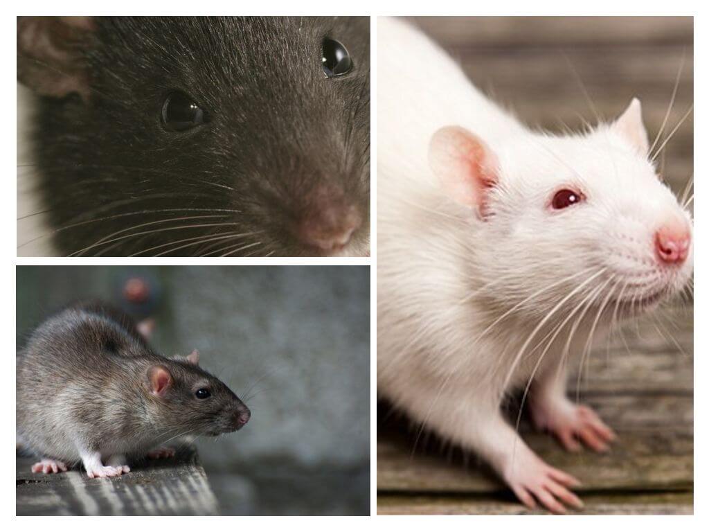 Чем отличается мышь от крысы: основные признаки
