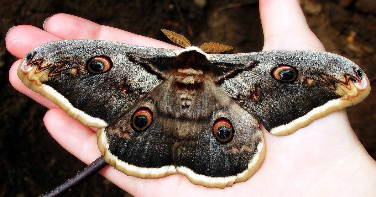 Бабочка павлиний глаз ℹ️ описание, чем питается, интересные факты об образе жизни, как зимуют, сколько живут, среда обитания, информация о защитной окраске