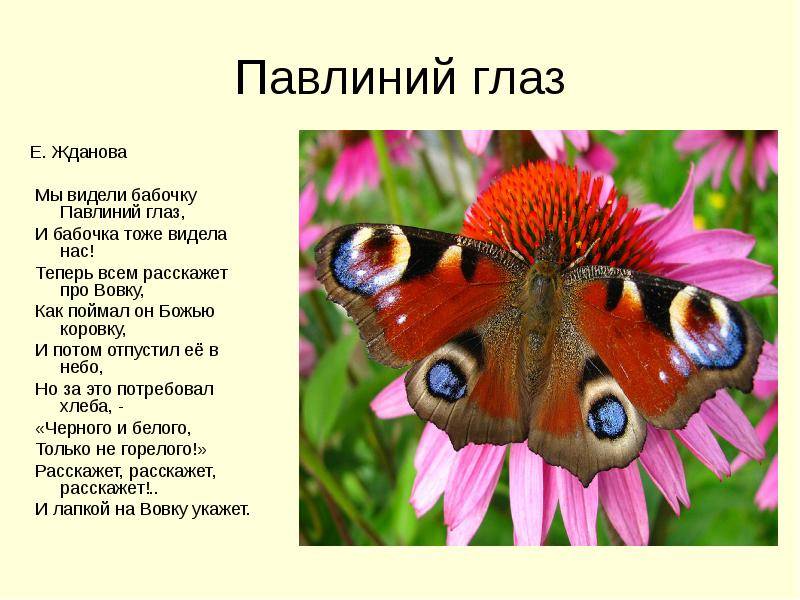 Бабочка павлиний глаз - описание, чем питается, интересные факты